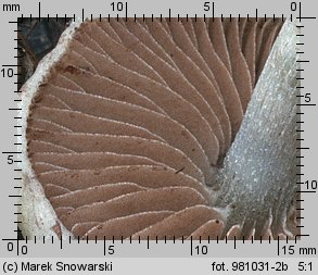 Stropharia caerulea (pierścieniak niebieskawy)