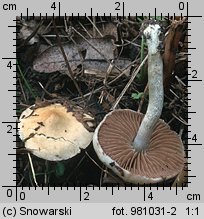 Stropharia caerulea (pierścieniak niebieskawy)