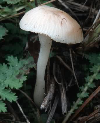 Camarophyllus niveus