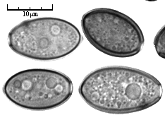 Protostropharia semiglobata (pierścieniak półkulisty)