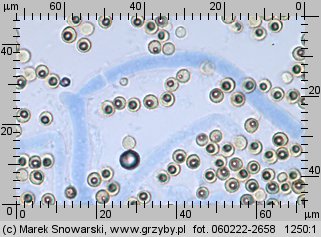 Lycoperdon pratense (purchaweczka spłaszczona)