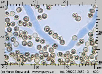 Lycoperdon pratense (purchaweczka spłaszczona)