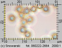 Lycoperdon pratense (purchaweczka spłaszczona)