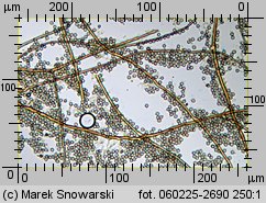 Lycoperdon norvegicum (purchawka norweska)