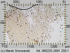 Lycoperdon norvegicum (purchawka norweska)