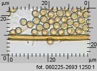 Lycoperdon norvegicum (purchawka norweska)