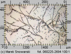 Lycoperdon norvegicum (purchawka norweska)