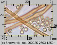 Lycoperdon norvegicum (purchawka norweska)