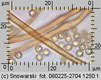 Lycoperdon norvegicum (purchawka norweska)