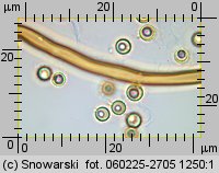 Lycoperdon norvegicum (purchawka norweska)