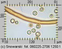 Lycoperdon norvegicum (purchawka norweska)