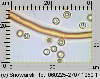 Lycoperdon norvegicum (purchawka norweska)