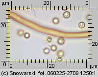 Lycoperdon norvegicum (purchawka norweska)