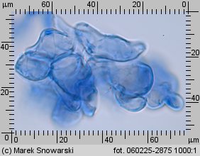 Lycoperdon pyriforme (purchawka gruszkowata)