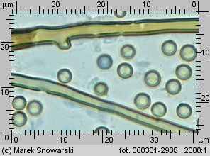 Lycoperdon norvegicum (purchawka norweska)