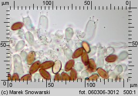 Protostropharia semiglobata (pierścieniak półkulisty)