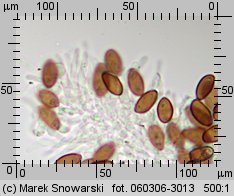 Protostropharia semiglobata (pierścieniak półkulisty)