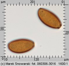 Protostropharia semiglobata (pierścieniak półkulisty)