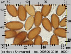 Protostropharia semiglobata (pierścieniak półkulisty)