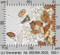 Protostropharia semiglobata (pierścieniak półkulisty)