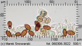 Protostropharia semiglobata (pierścieniak półkulisty)