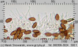 Protostropharia semiglobata (pierścieniak półkulisty)