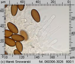 Protostropharia semiglobata (pierścieniak półkulisty)