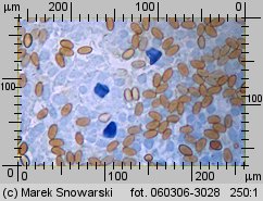 Protostropharia semiglobata (pierścieniak półkulisty)