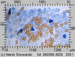 Protostropharia semiglobata (pierścieniak półkulisty)