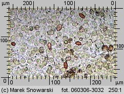 Protostropharia semiglobata (pierścieniak półkulisty)