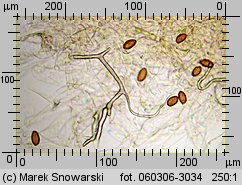 Protostropharia semiglobata (pierścieniak półkulisty)