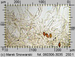 Protostropharia semiglobata (pierścieniak półkulisty)