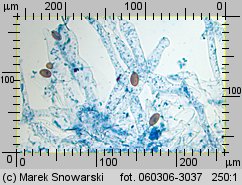 Protostropharia semiglobata (pierścieniak półkulisty)