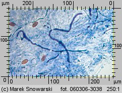 Protostropharia semiglobata (pierścieniak półkulisty)