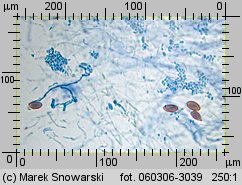 Protostropharia semiglobata (pierścieniak półkulisty)