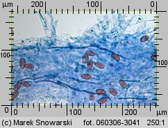 Protostropharia semiglobata (pierścieniak półkulisty)