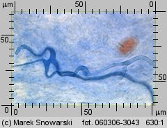 Protostropharia semiglobata (pierścieniak półkulisty)