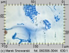 Protostropharia semiglobata (pierścieniak półkulisty)