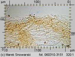 Hypholoma capnoides (maślanka łagodna)