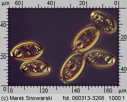 Protostropharia semiglobata (pierścieniak półkulisty)