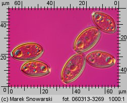 Protostropharia semiglobata (pierścieniak półkulisty)