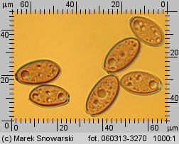 Protostropharia semiglobata (pierścieniak półkulisty)