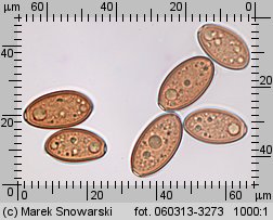 Protostropharia semiglobata (pierścieniak półkulisty)