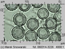 Lycoperdon norvegicum (purchawka norweska)