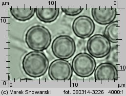 Lycoperdon norvegicum (purchawka norweska)