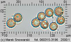 Lycoperdon norvegicum (purchawka norweska)