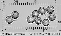 Lycoperdon norvegicum (purchawka norweska)