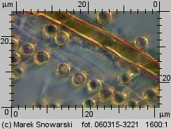 Lycoperdon norvegicum (purchawka norweska)