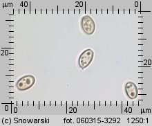 Hypholoma capnoides (maślanka łagodna)