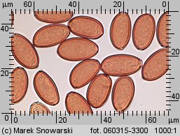 Protostropharia semiglobata (pierścieniak półkulisty)